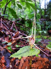 Corybas acuminatus