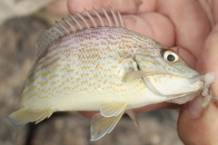 Orthopristis chrysoptera