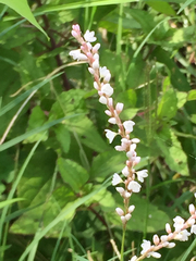 Persicaria glabra
