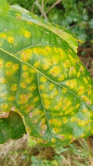 Neuroterus numismalis