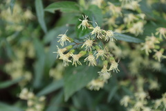 Brickellia eupatorioides
