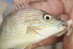 Orthopristis chrysoptera