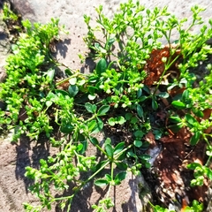 Polycarpon tetraphyllum