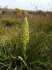 Pterygodium inversum