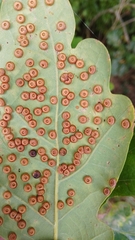 Neuroterus numismalis