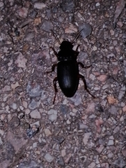 Harpalus rufipes