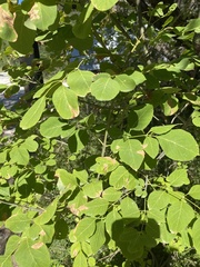Fraxinus albicans