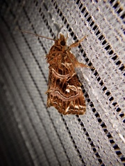 Callopistria japonibia