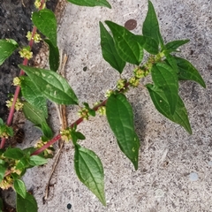 Parietaria officinalis