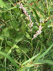 Persicaria glabra