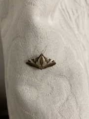 Agrioglypta itysalis