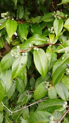 Lonicera acuminata