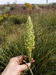 Pterygodium inversum