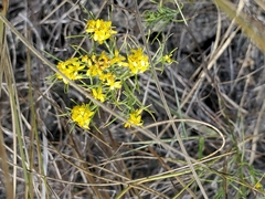 Gutierrezia sarothrae