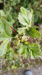 Dasineura crataegi