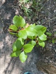Forestiera pubescens