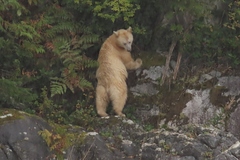 Ursus americanus kermodei