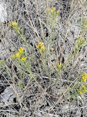 Gutierrezia sarothrae