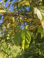 Malus coronaria