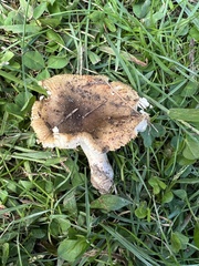 Russula amerorecondita