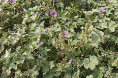 Malva sylvestris sylvestris