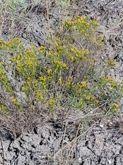 Gutierrezia sarothrae