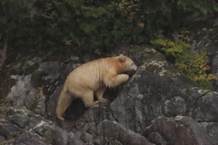 Ursus americanus kermodei