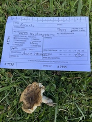 Russula amerorecondita