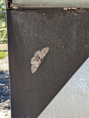 Iridopsis vellivolata