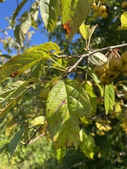 Malus coronaria