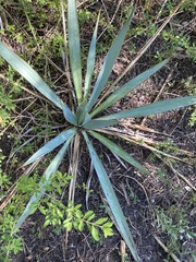 Yucca pallida