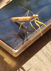 Stagmomantis californica