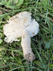 Russula amerorecondita