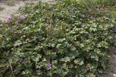 Malva sylvestris sylvestris