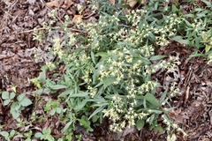 Brickellia eupatorioides