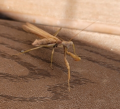 Stagmomantis californica