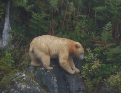 Ursus americanus kermodei