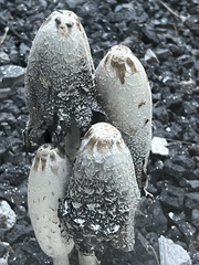 Coprinus