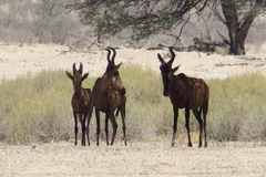 Alcelaphus buselaphus caama