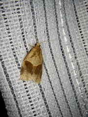 Archips nigricaudana