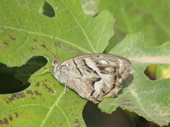 Hipparchia fidia