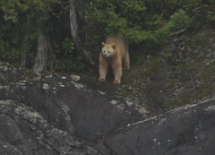 Ursus americanus kermodei