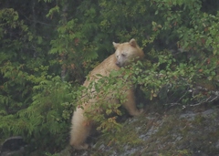 Ursus americanus kermodei