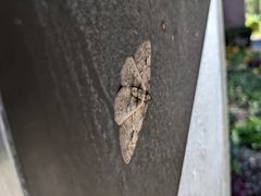 Iridopsis vellivolata