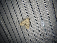 Diplopseustis perieresalis