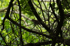 Luscinia megarhynchos