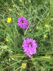 Dactylorhiza praetermissa junialis