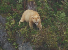 Ursus americanus kermodei