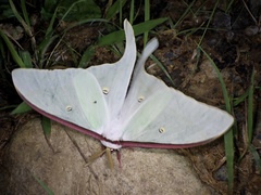 Actias aliena aliena
