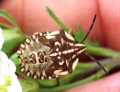 Carpocoris mediterraneus atlanticus